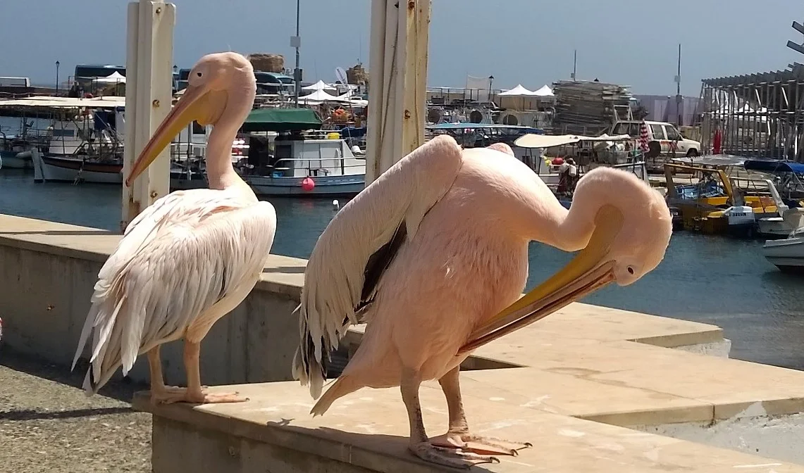 Two pink pelicans in the harbour entertain the tourists. One of them is nicknamed 'Coco'.