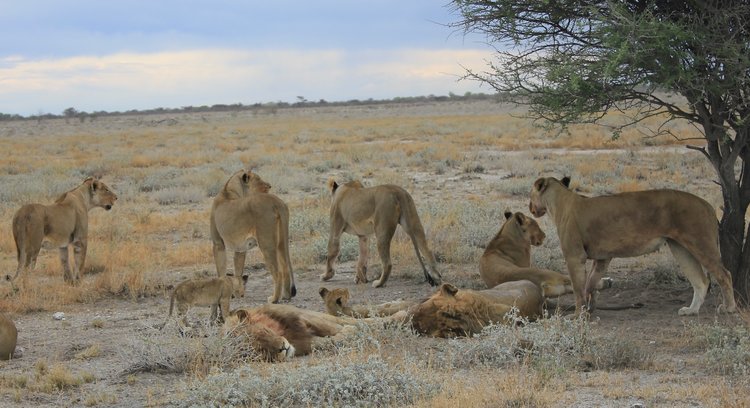 A pride of lions near Halali Camp in Etosha National Park