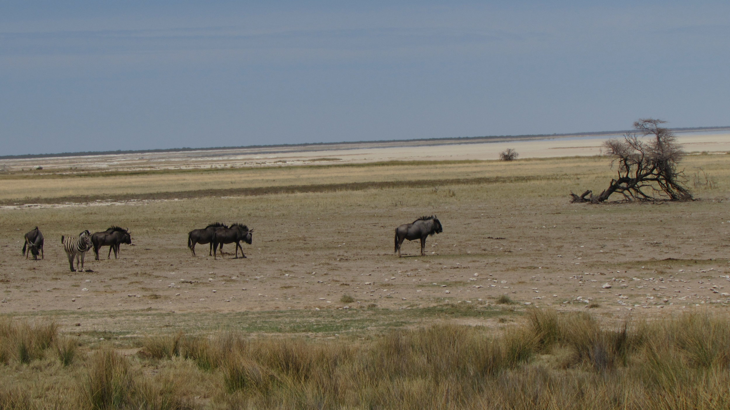 Wildebeest