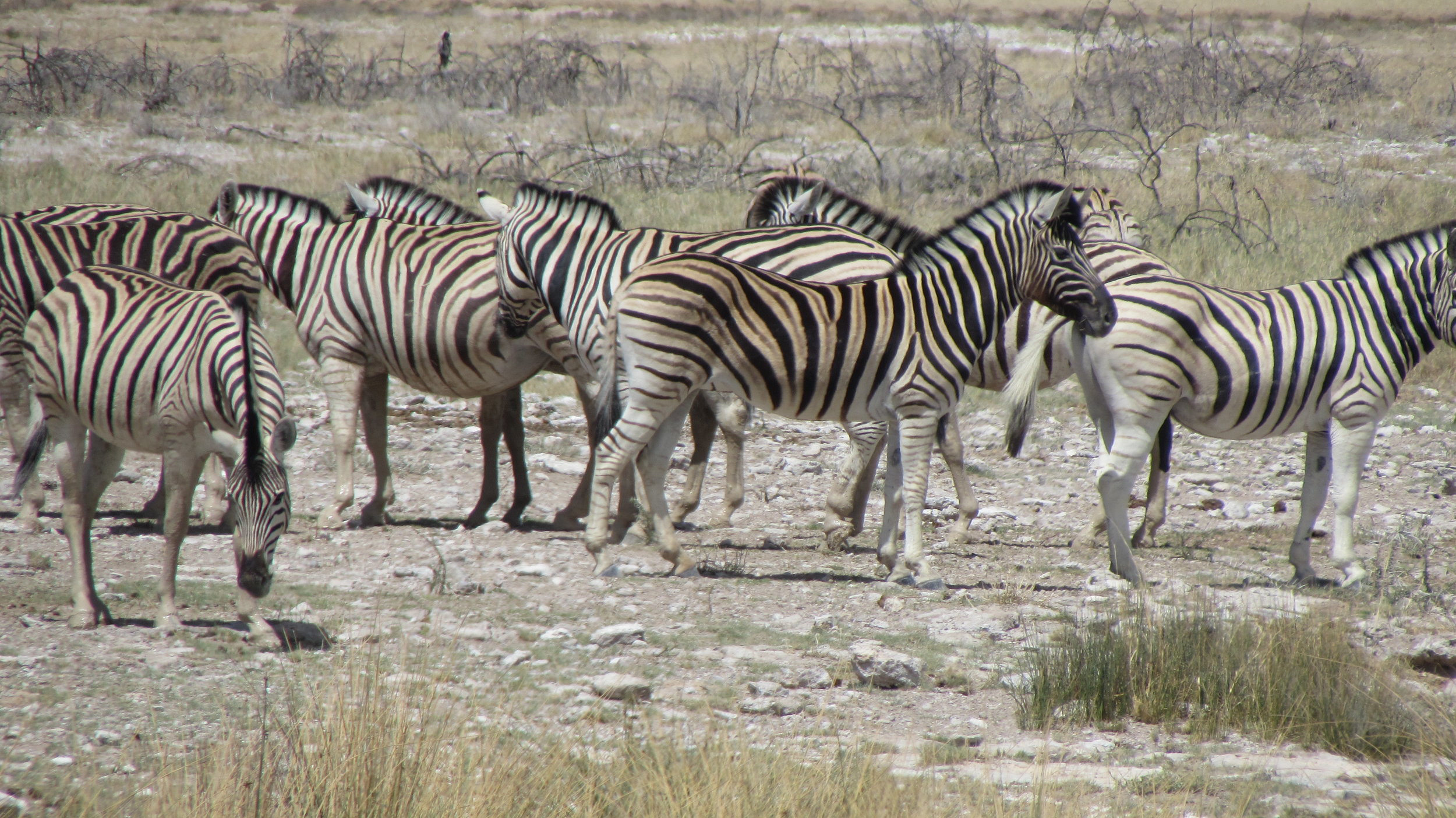 Very nervous zebra's near the waterhole