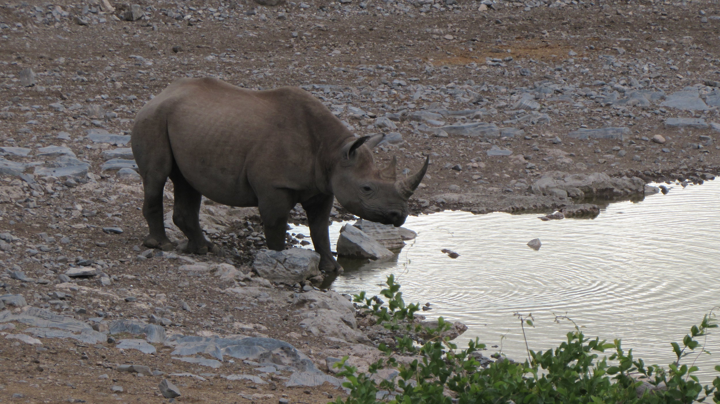 A rhino in the early morning at Halali waterhole