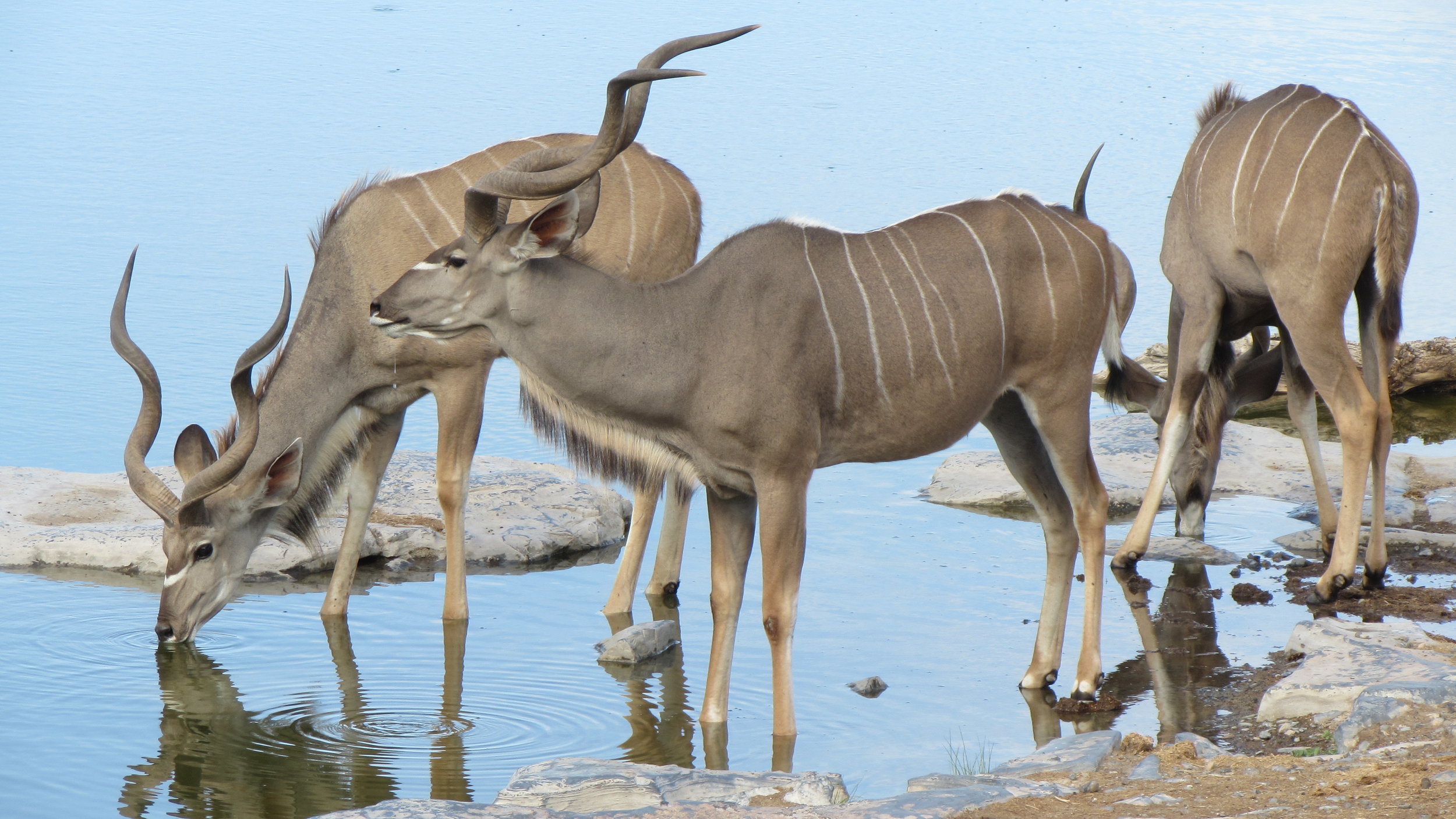 Kudu at the waterhole