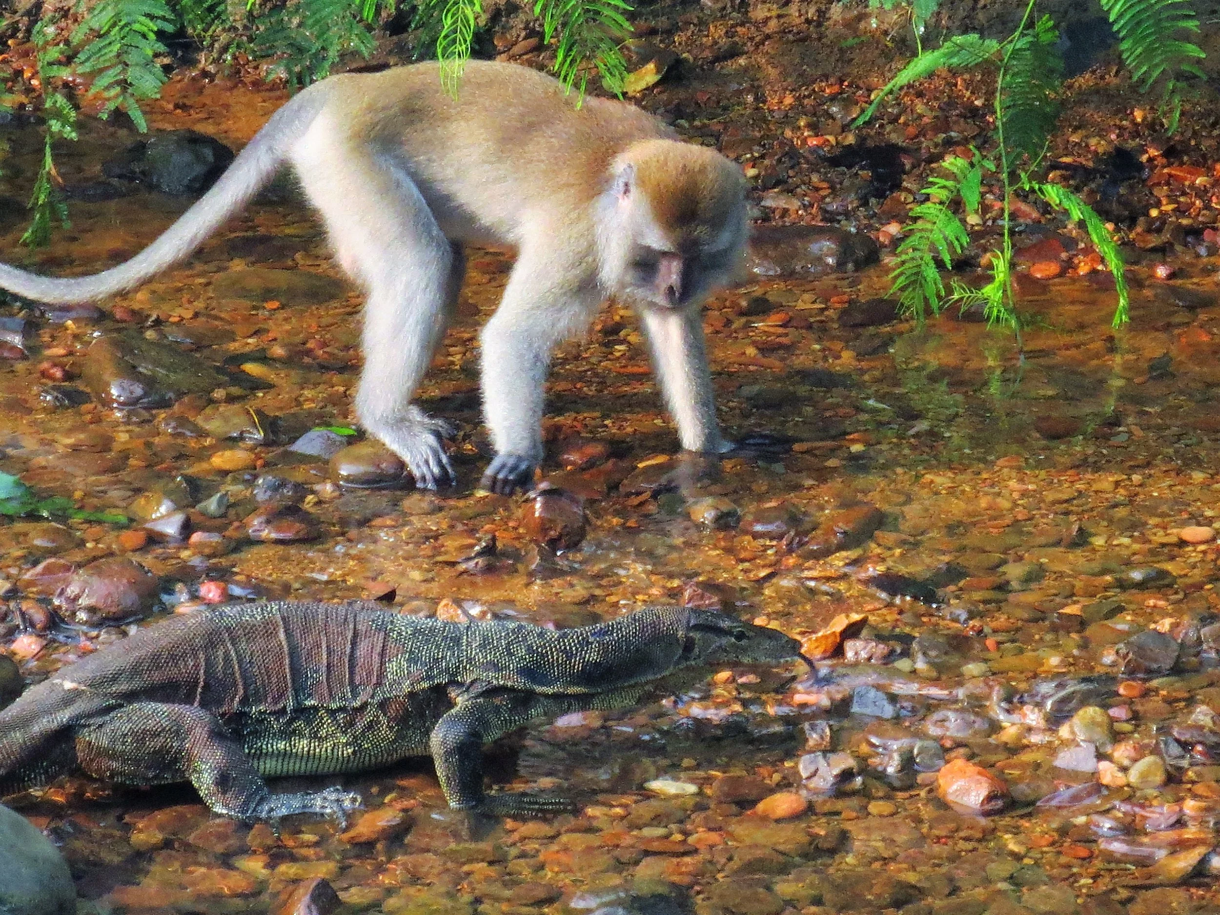 Eye to eye with orangutan in the Sumatra jungle