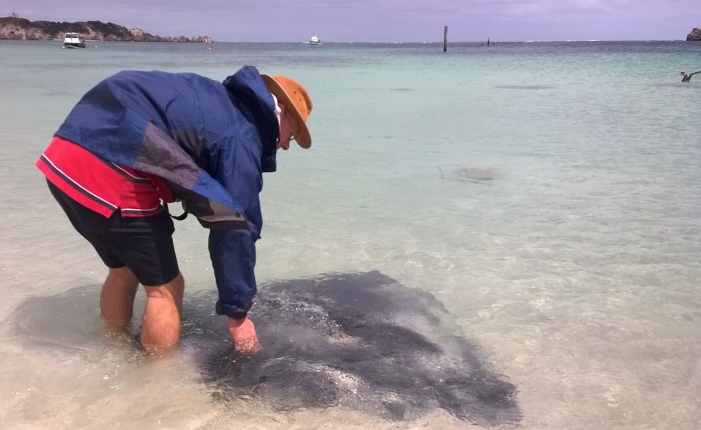 Touching an Eagle Ray at Hamelin Bay Marine Park