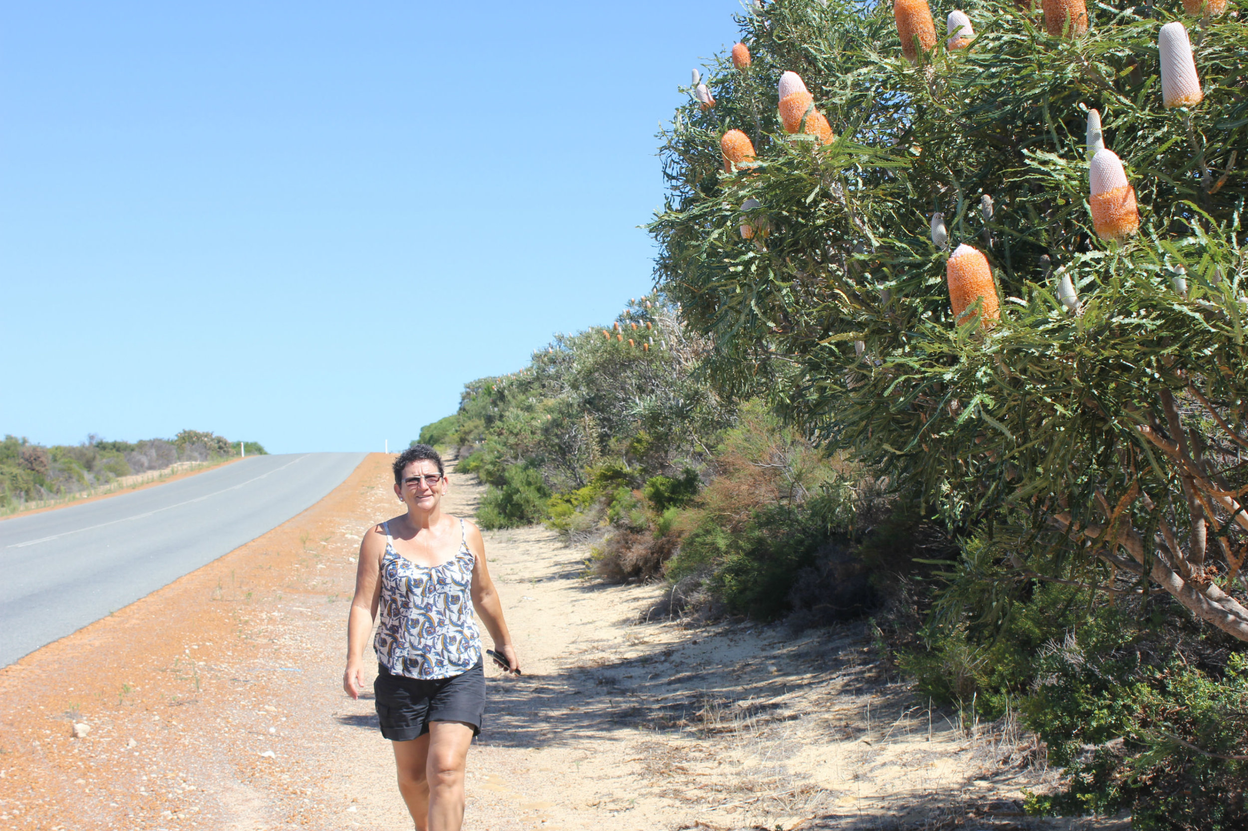 In the bushveld we see many colourful Hookers-Banktia flowers.