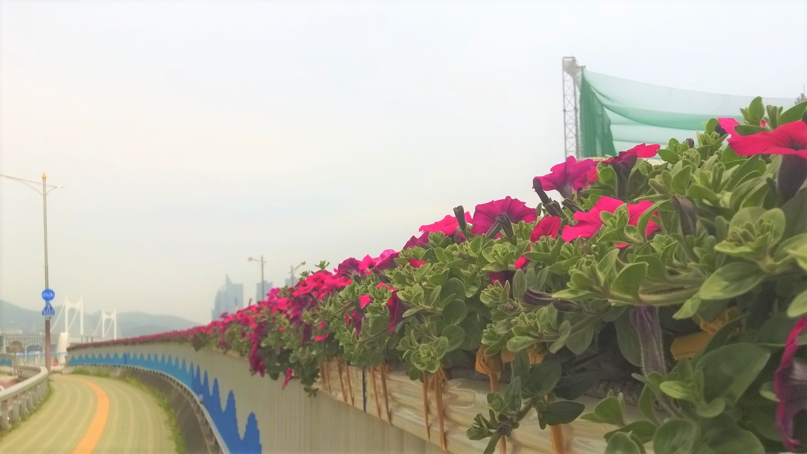 Flowers in Busan