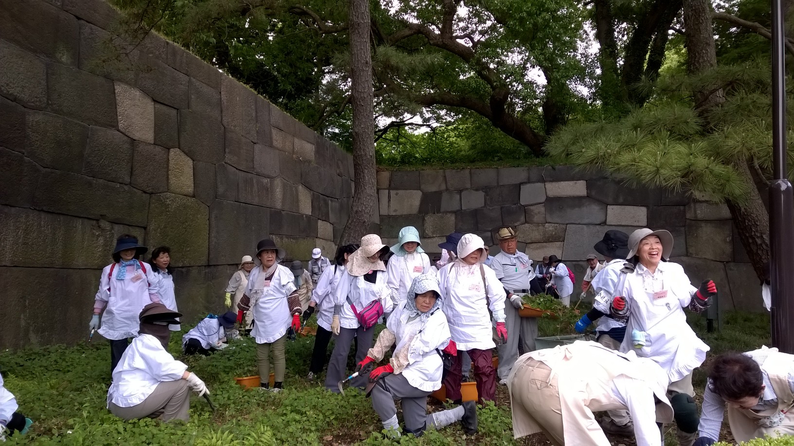 Volunteers cleaning the gardens of the Imperial Palace in Tokyo