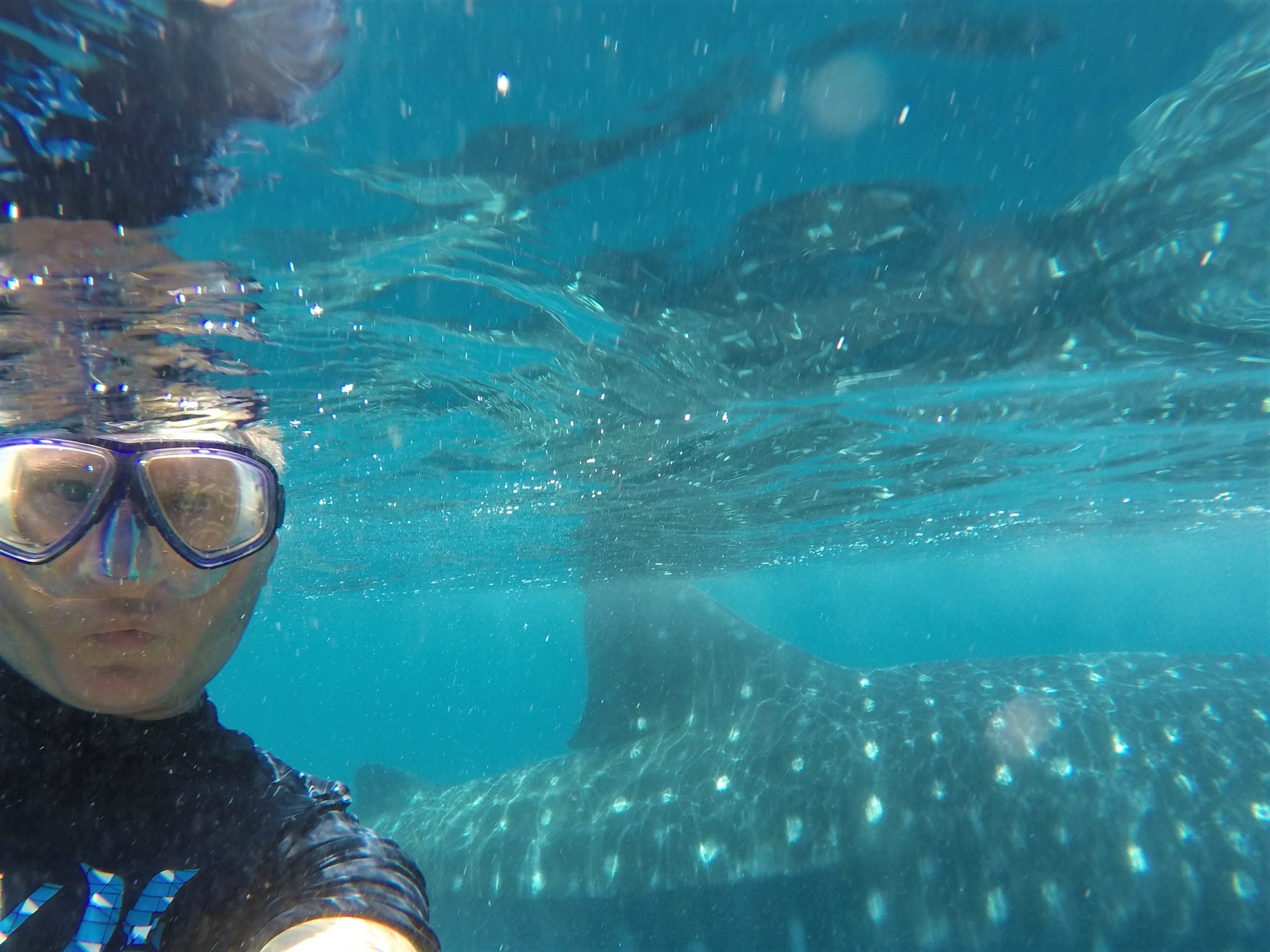 My selfie with a whale shark in its natural habitat