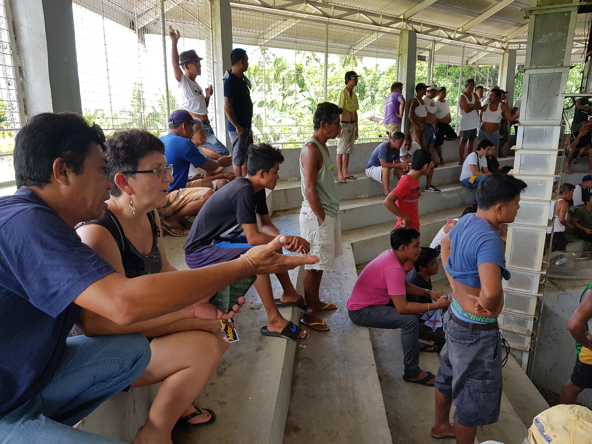 Inside the cockfighting arena