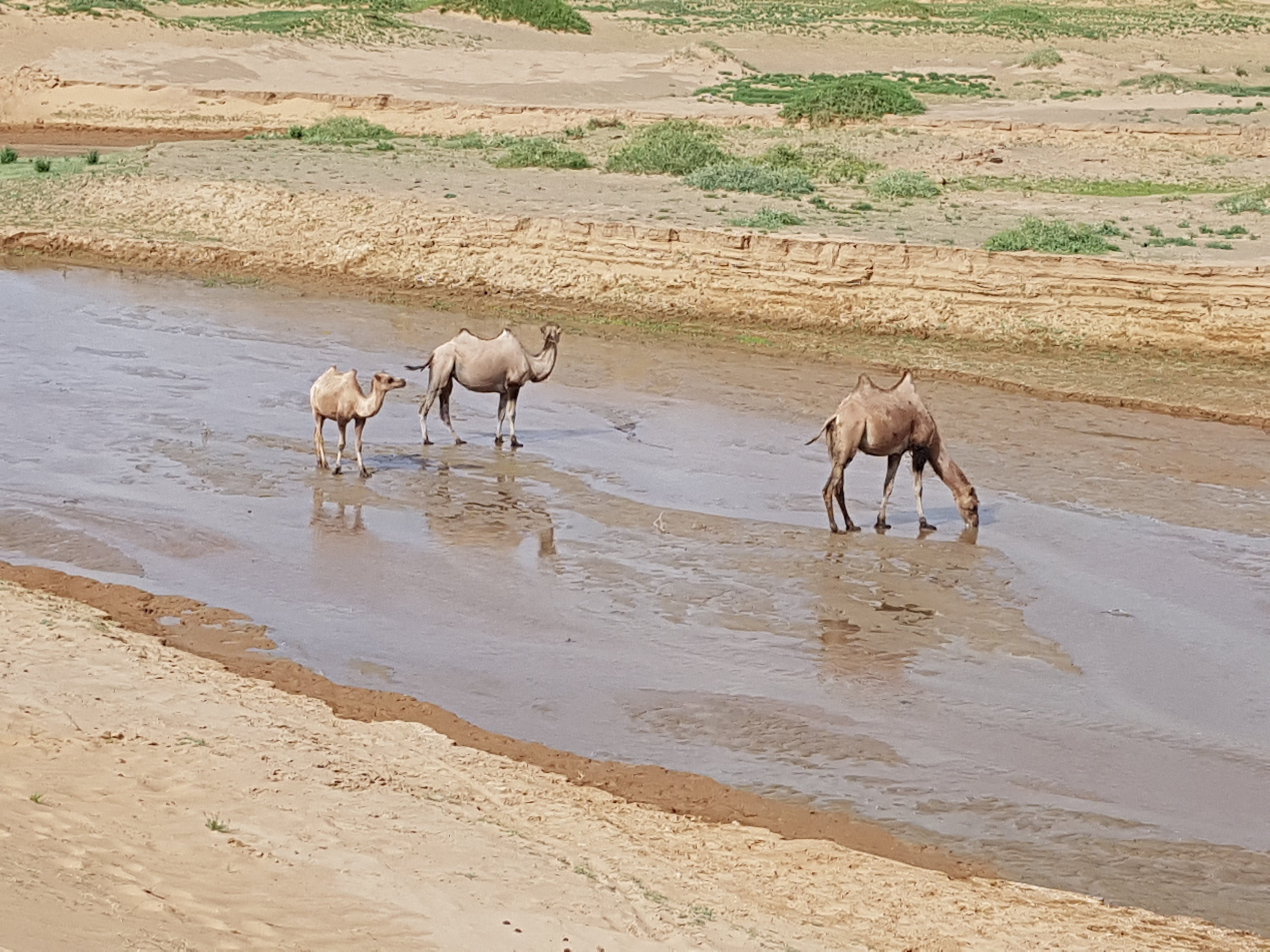 Bactrian camels drinking in the Gobi Desert