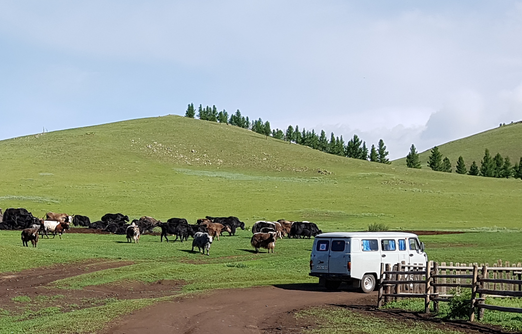 There was WAY more livestock than people everywhere