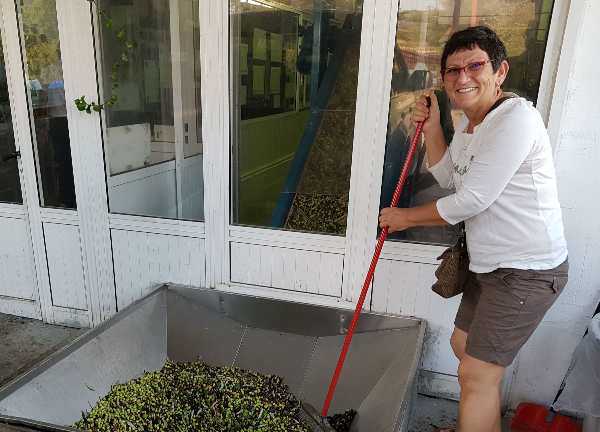 Loading olives into the olive mill