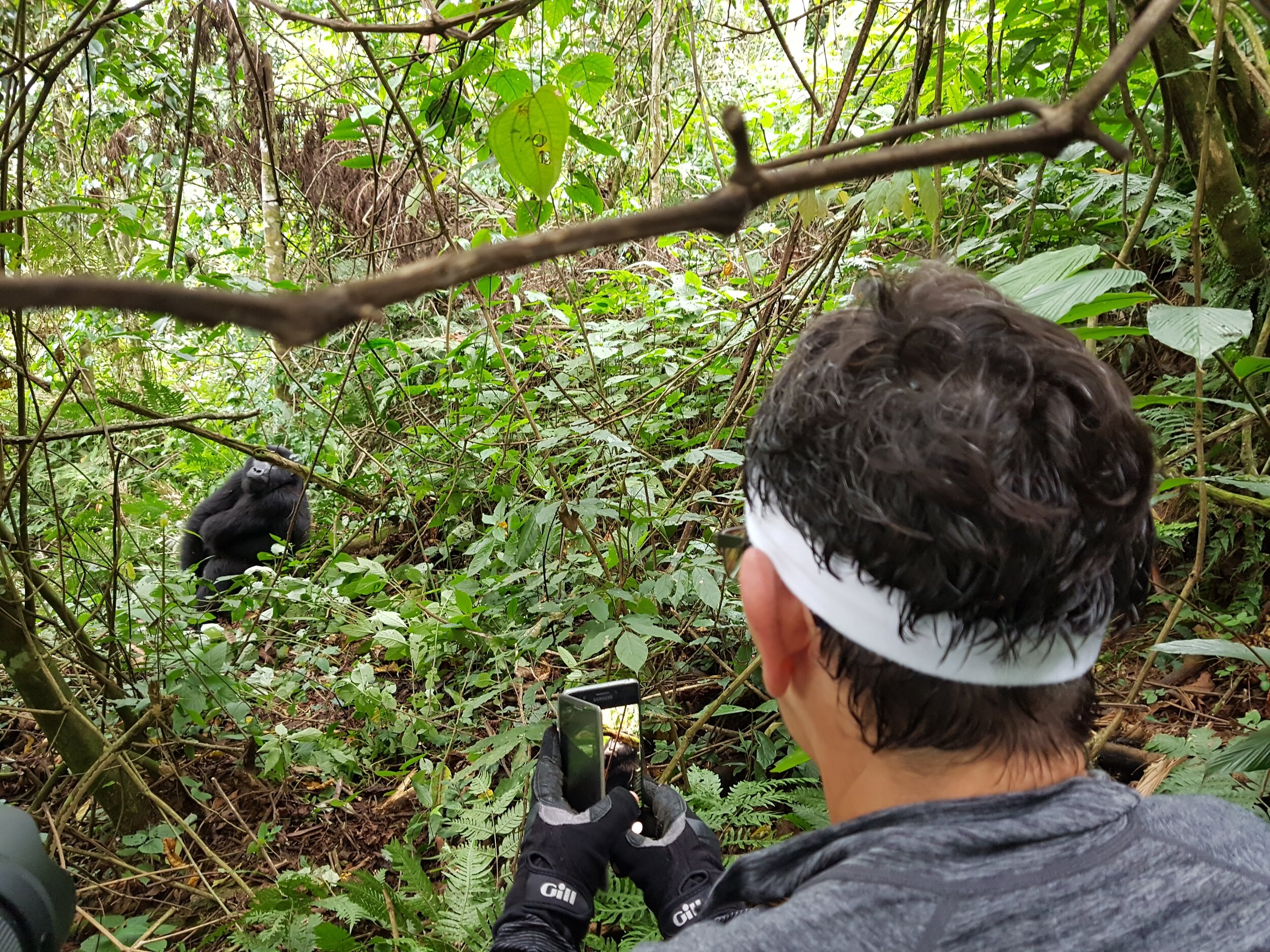 We could get very close to the mountain gorilla family