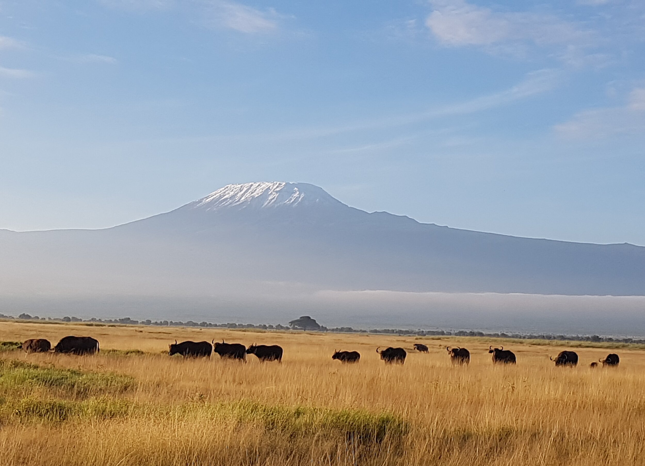 Grasslands with Mt. Kilimanjaro on the horizon