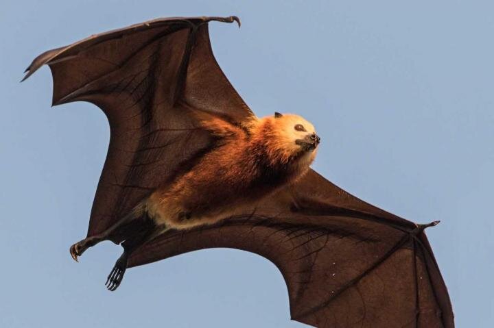 Flying fox  (image taken from internet)