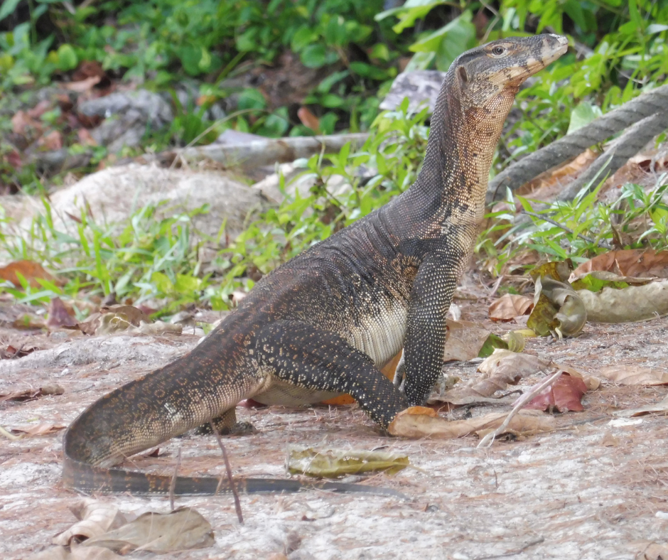 Monitor lizards we have seen on all islands and the mainland