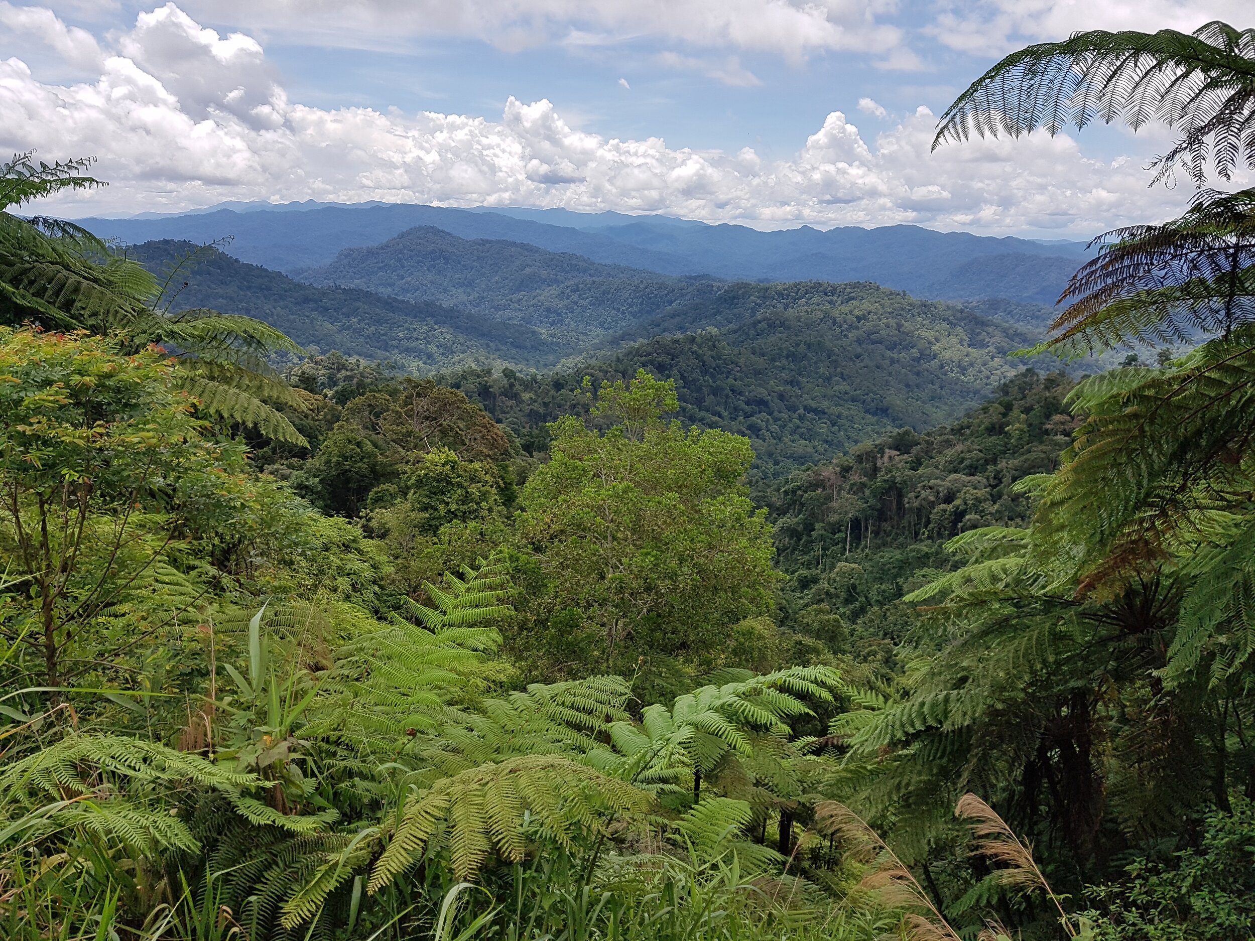 Titiwangsa mountain range close to the border with Thailand