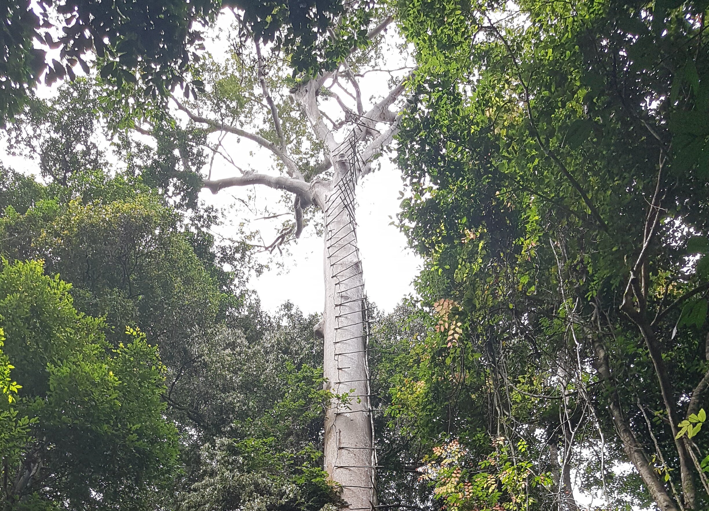 80-meter high Tualang tree