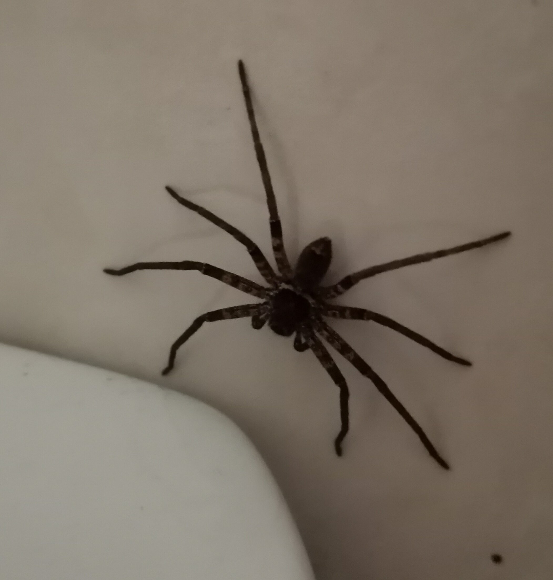 A poisonous Huntsman spider inside our huts