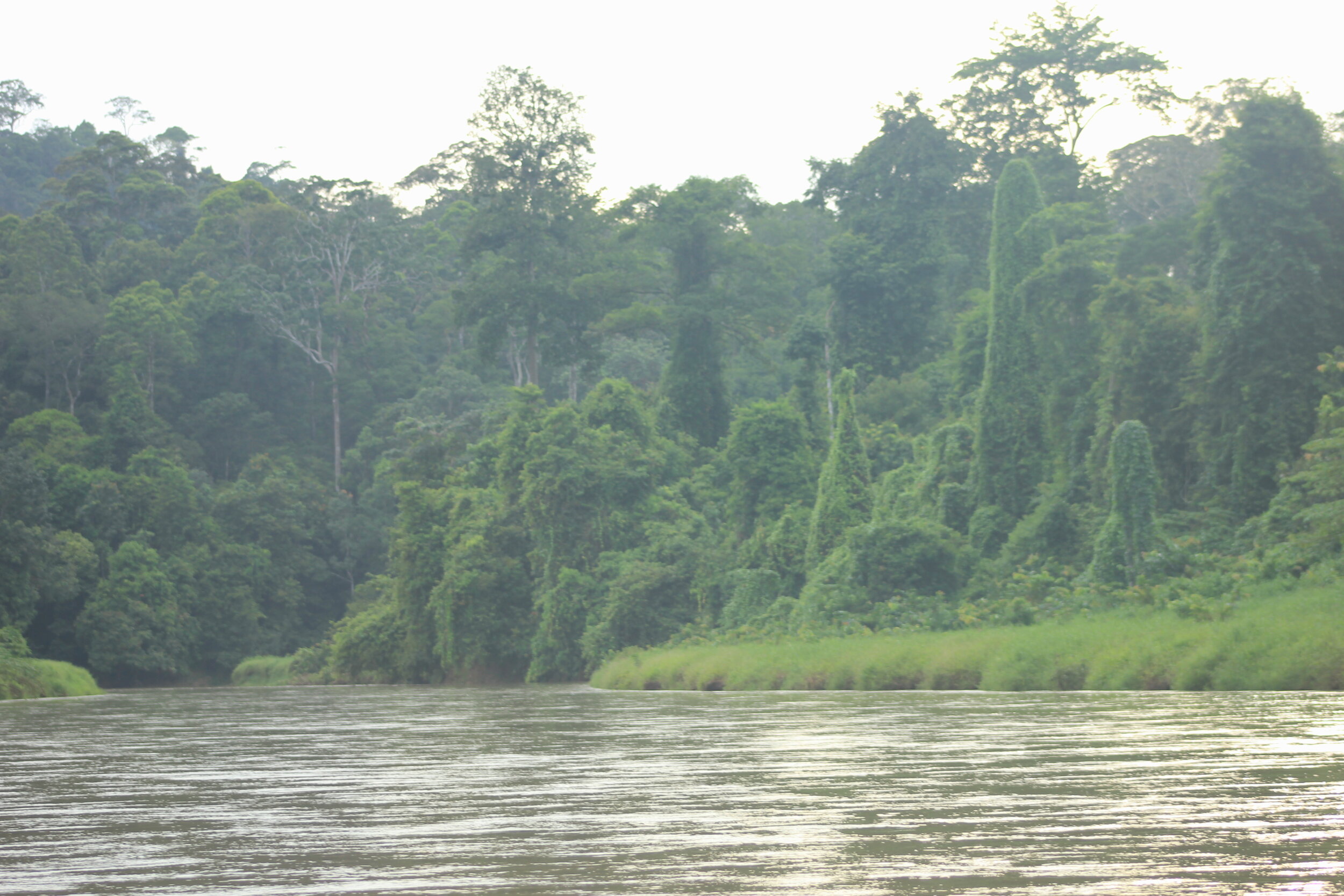 Dense overgrown rainforest on the river banks