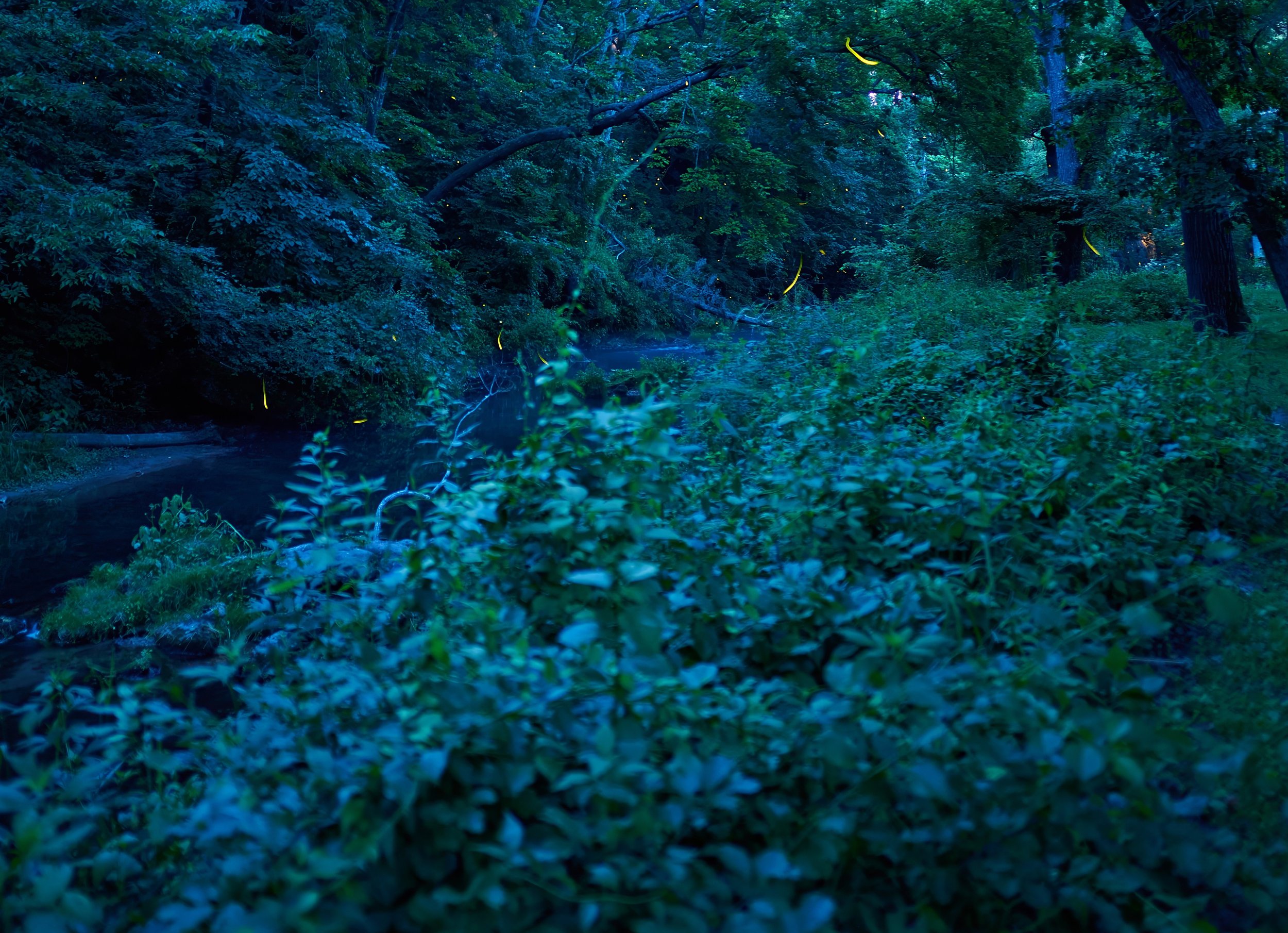 Firefly light trails