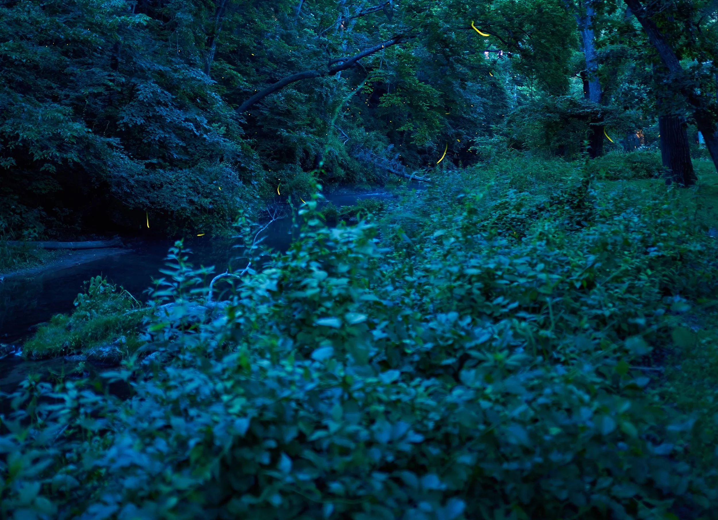 How to Photograph Fireflies