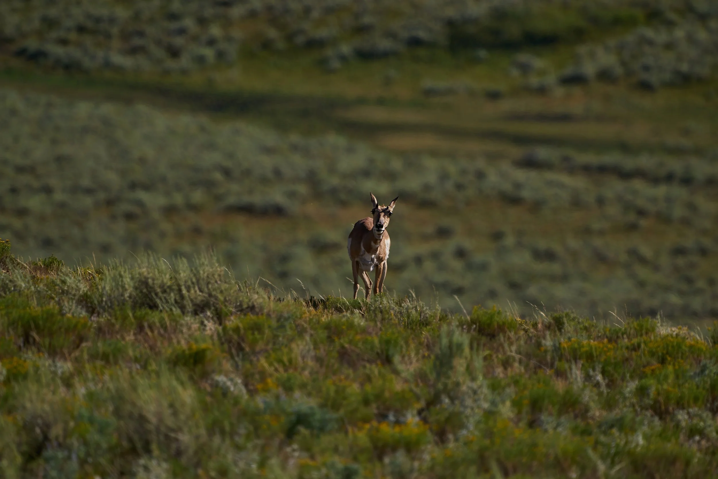 A Curious Pronghorn Antelope-topaz-denoise-sharpen.jpeg