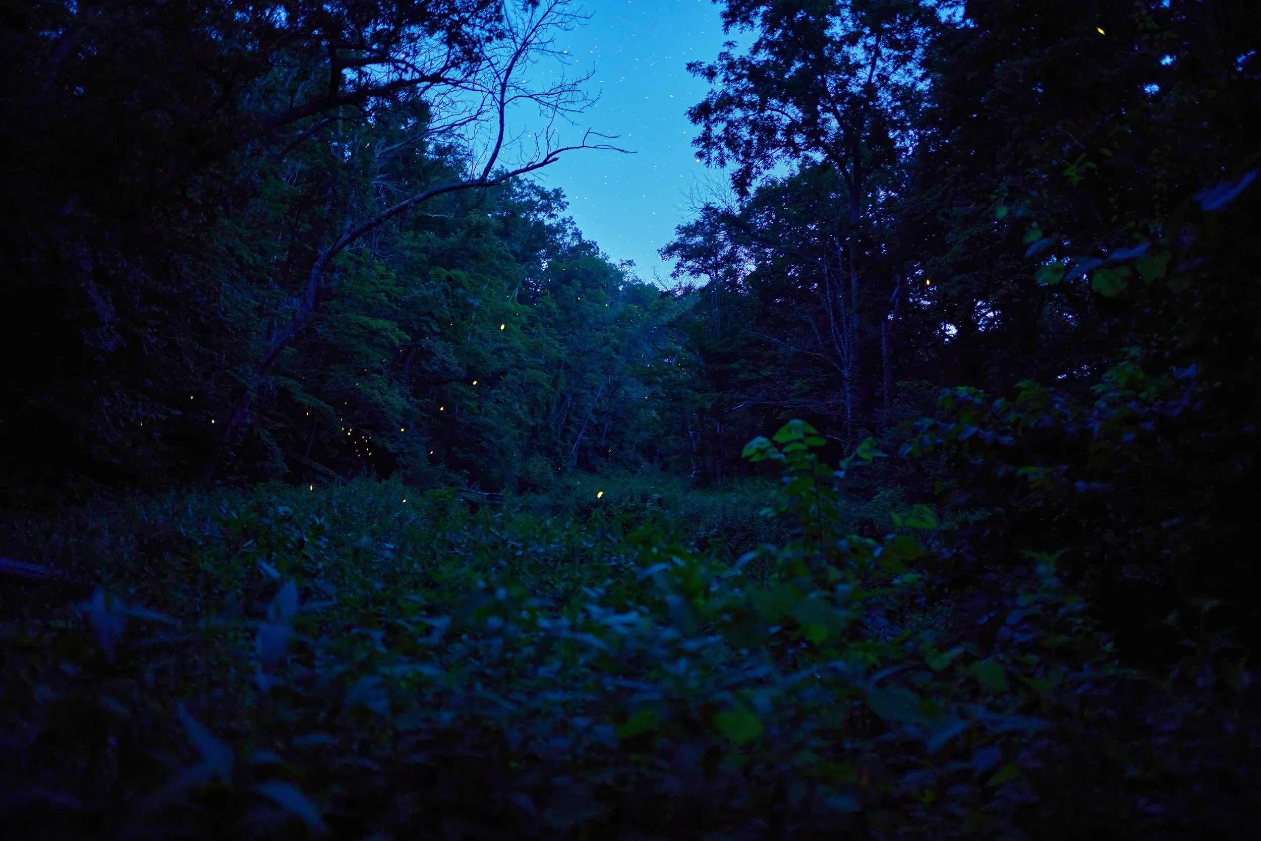 Fireflies glow at dusk