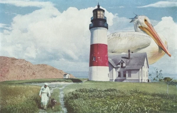 "Untitled (Pelican)" • Available