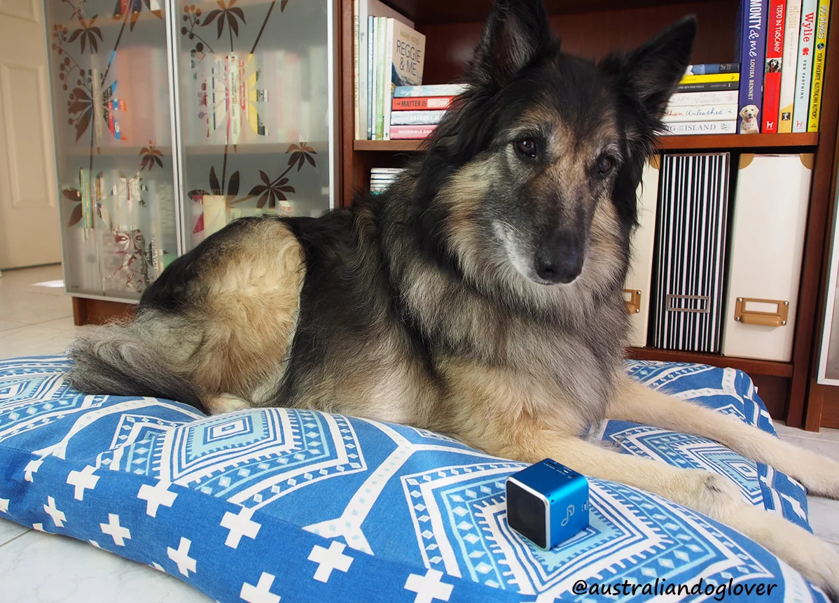 Connor-listens-to-Pet-Acoustics-Pet-Tunes-Bluetooth-Speaker-narrower.jpg