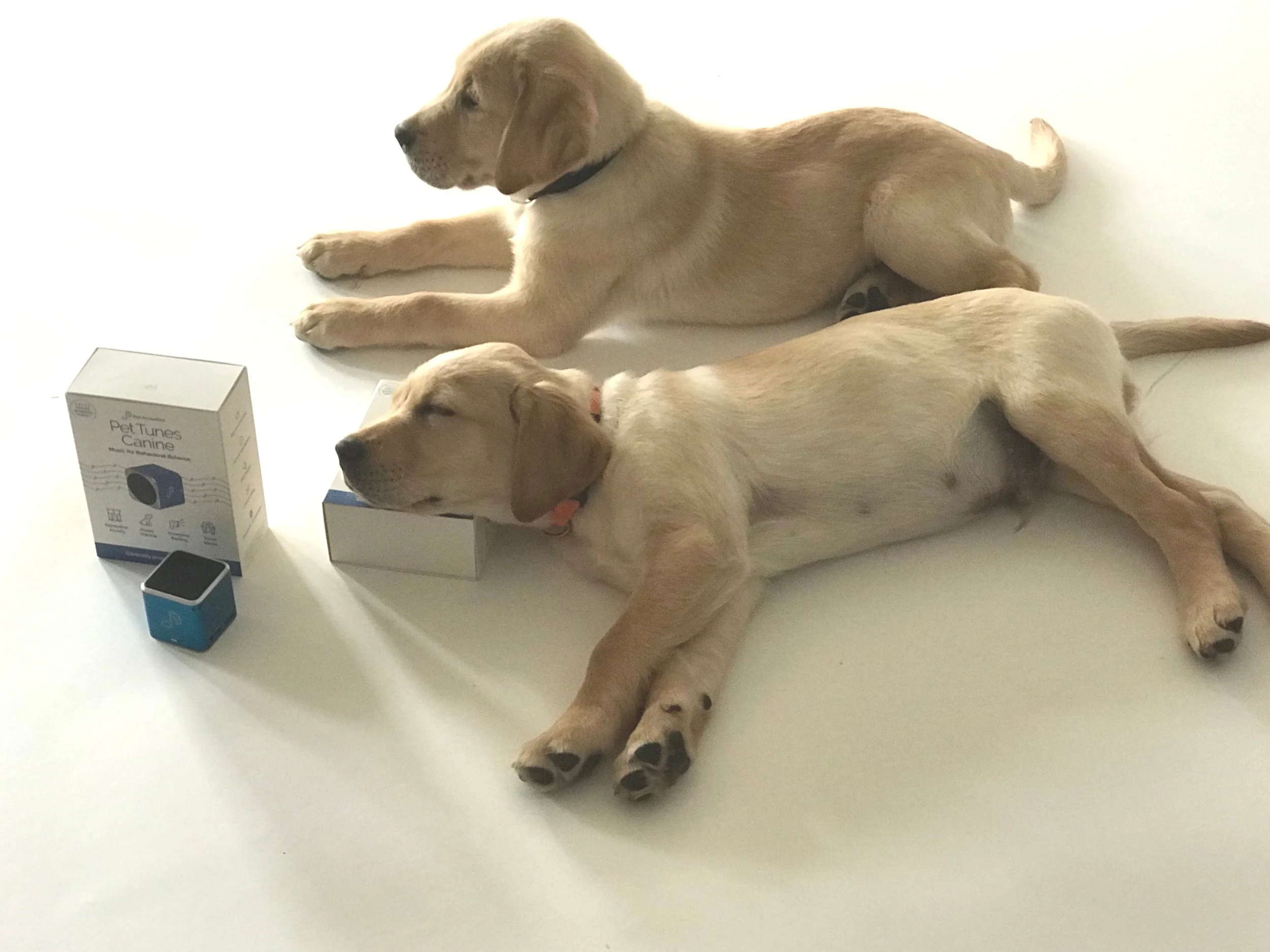 Puppies+of+ECAD%2C+www.ecad1.jpg