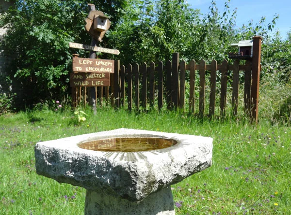 bird's pool.jpg
