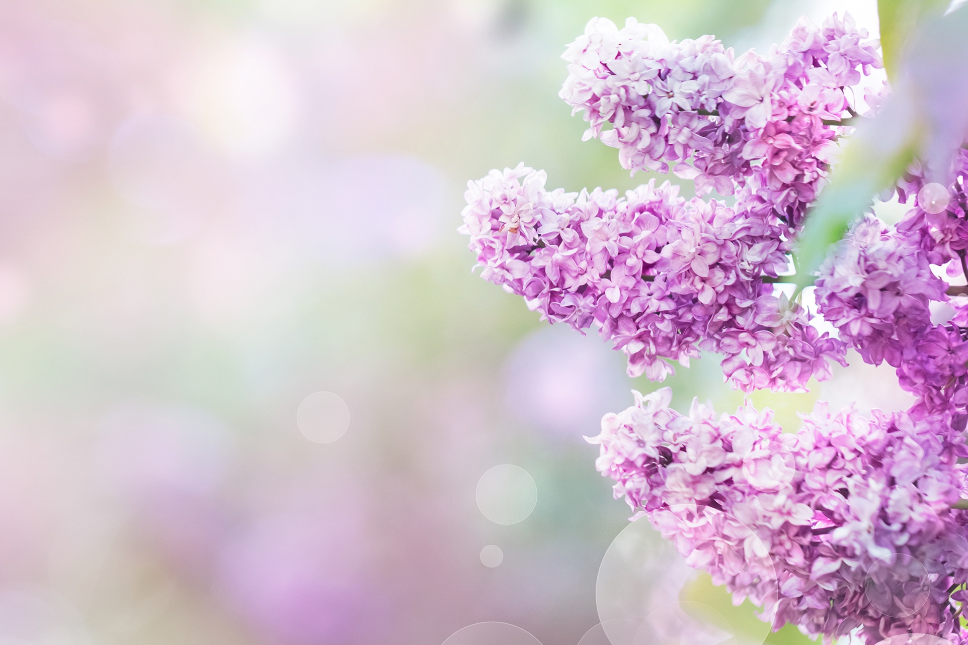 Spring+flowers.jpg