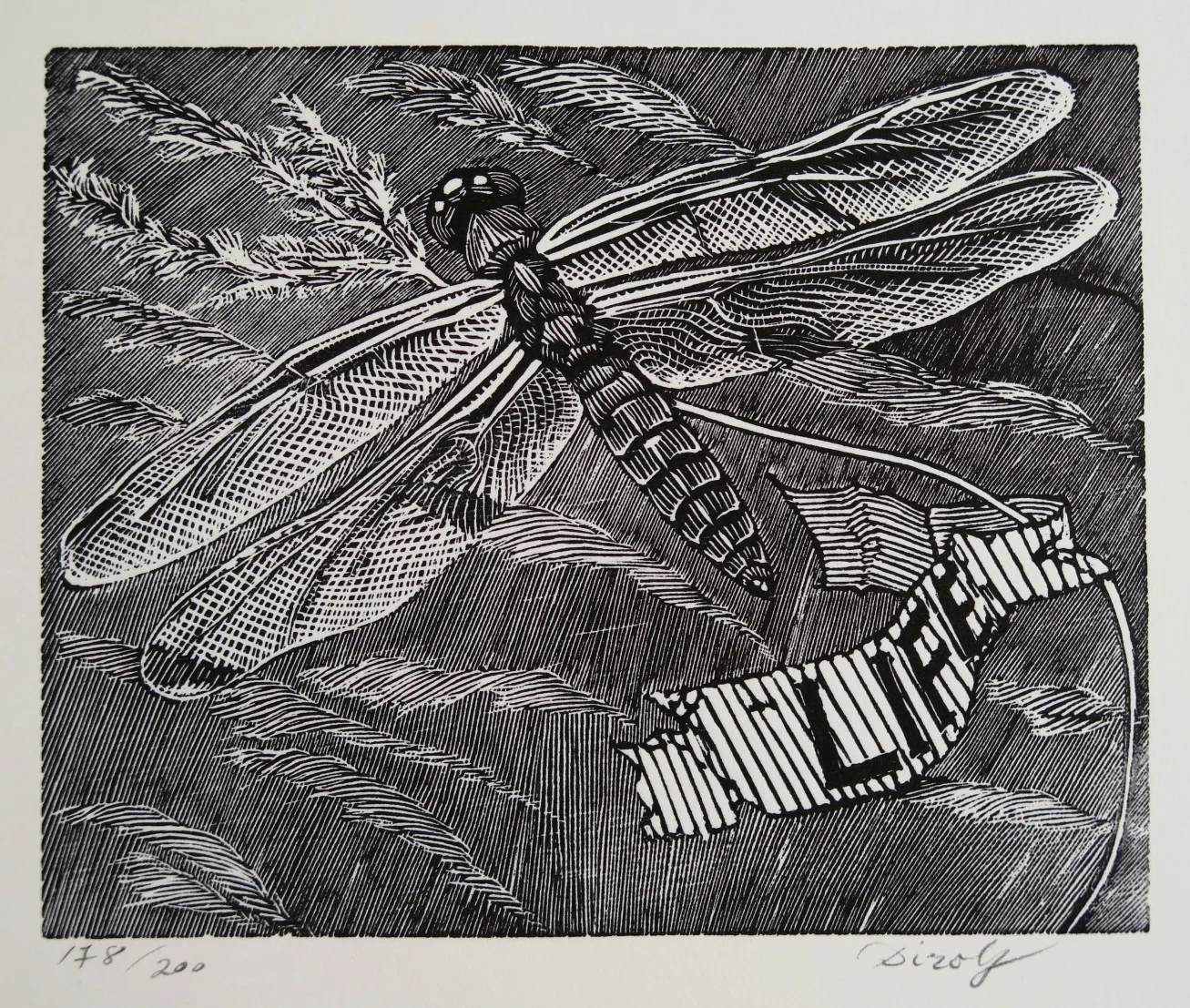 Life (5" x 4" engraving.  Part of A Suite for St. Francis)
