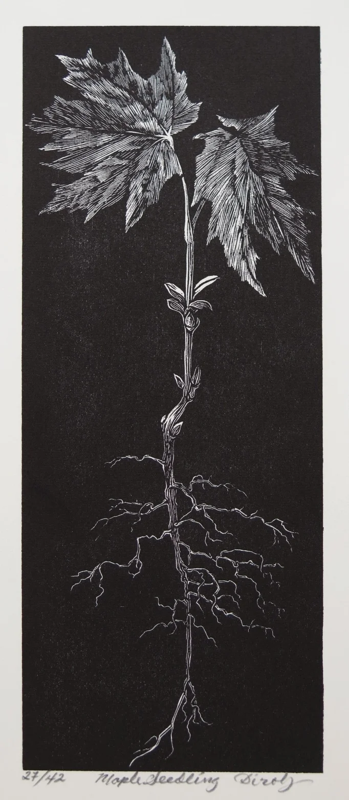 Maple Seedling (3 1/4" x 8" engraving.  Part of the Shaker Prayer series)