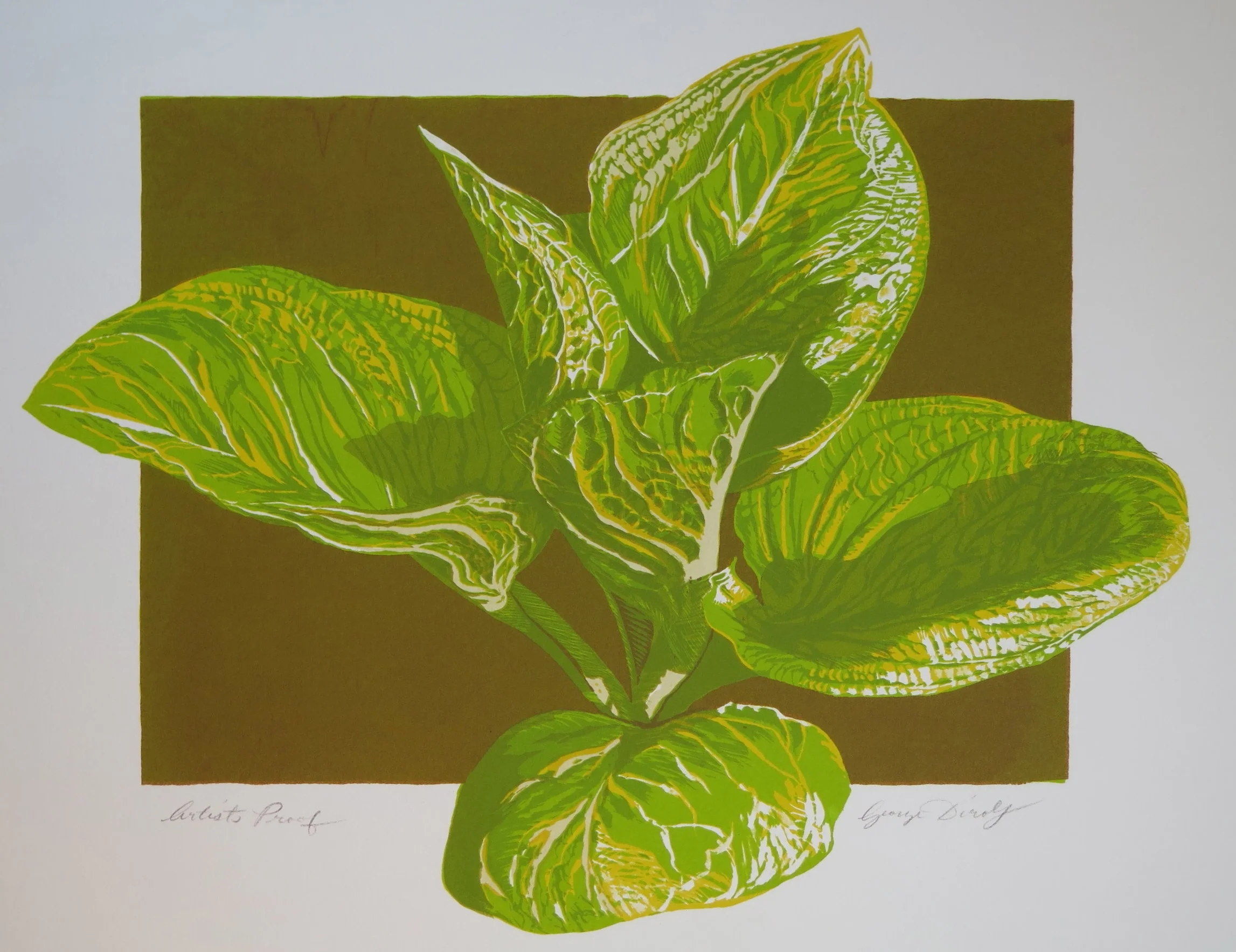 Skunk Cabbage (16 1/4" x 13" Screenprint)