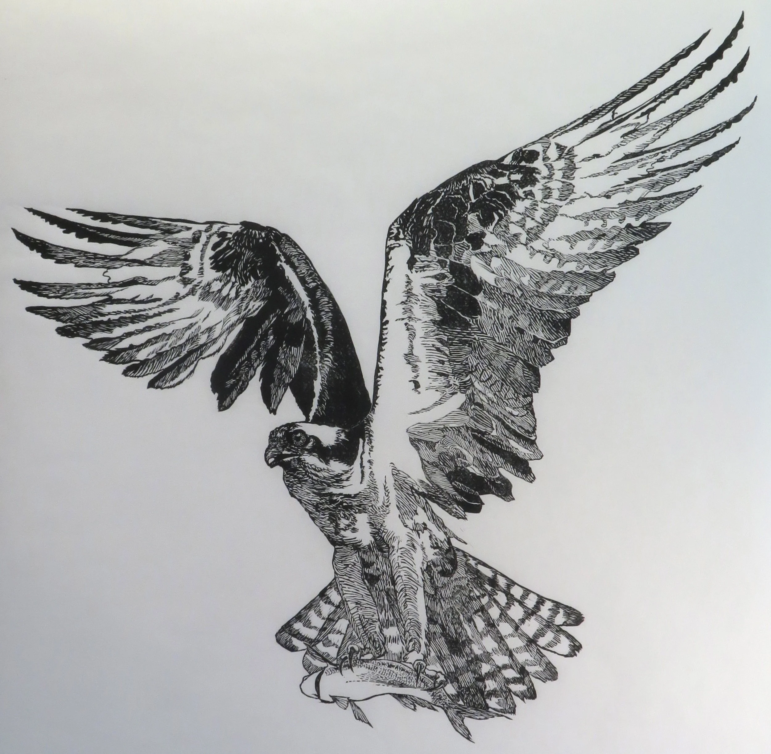 Osprey (29-1/2 X 29-1/2 Linocut)