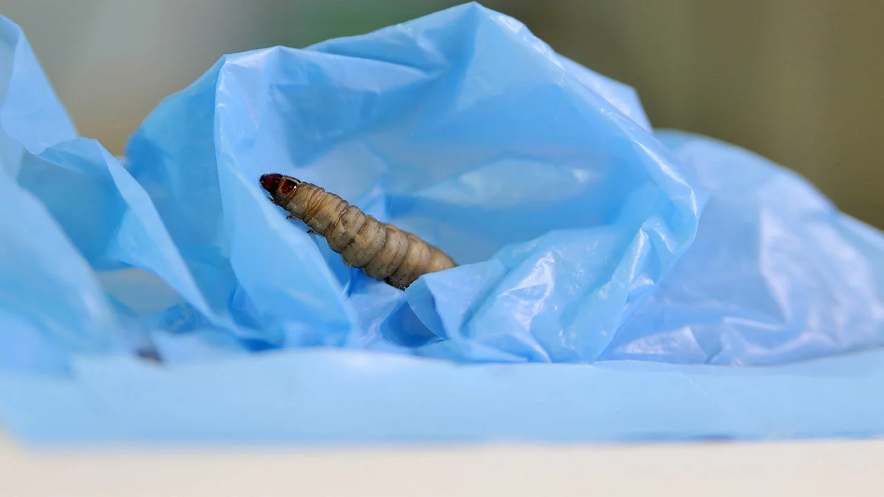 Bag Eating Caterpillars
