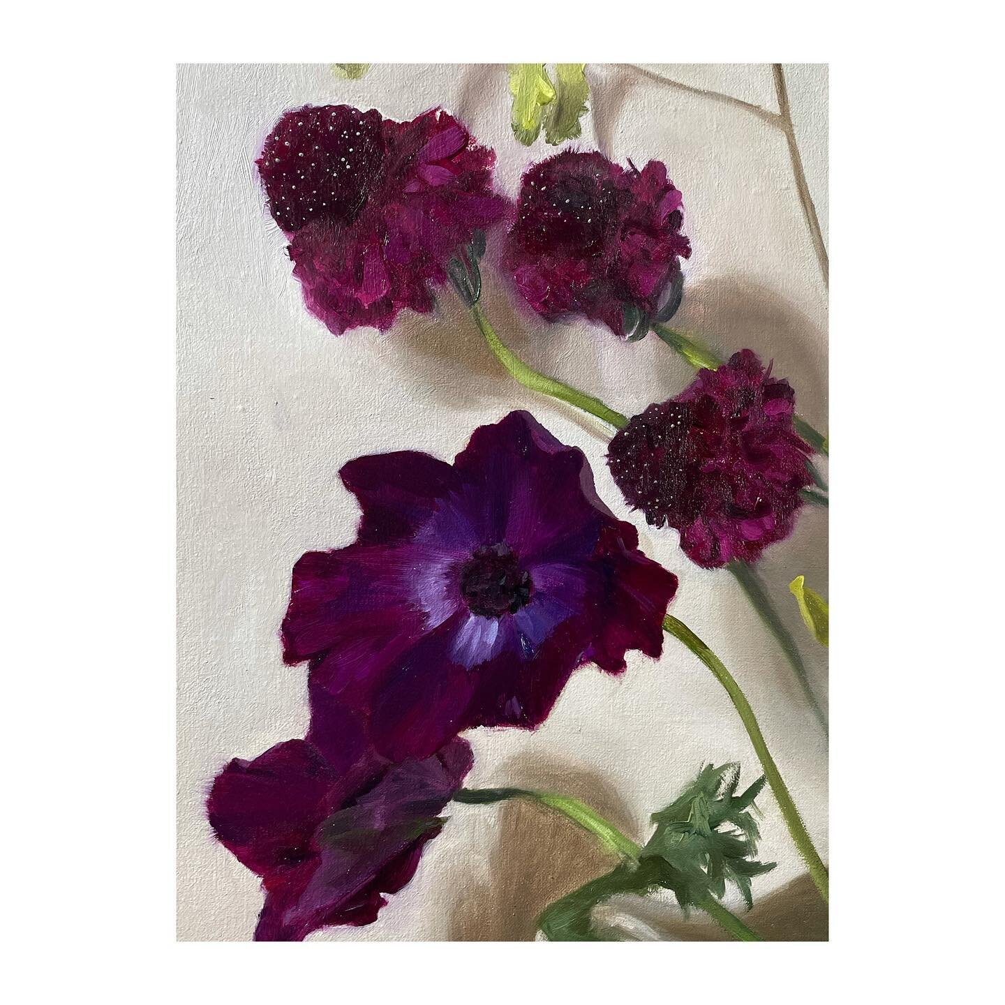 Putting the the stigmas on the scabiosa flowers was a bit tense!  I need to make myself a mahl stick.