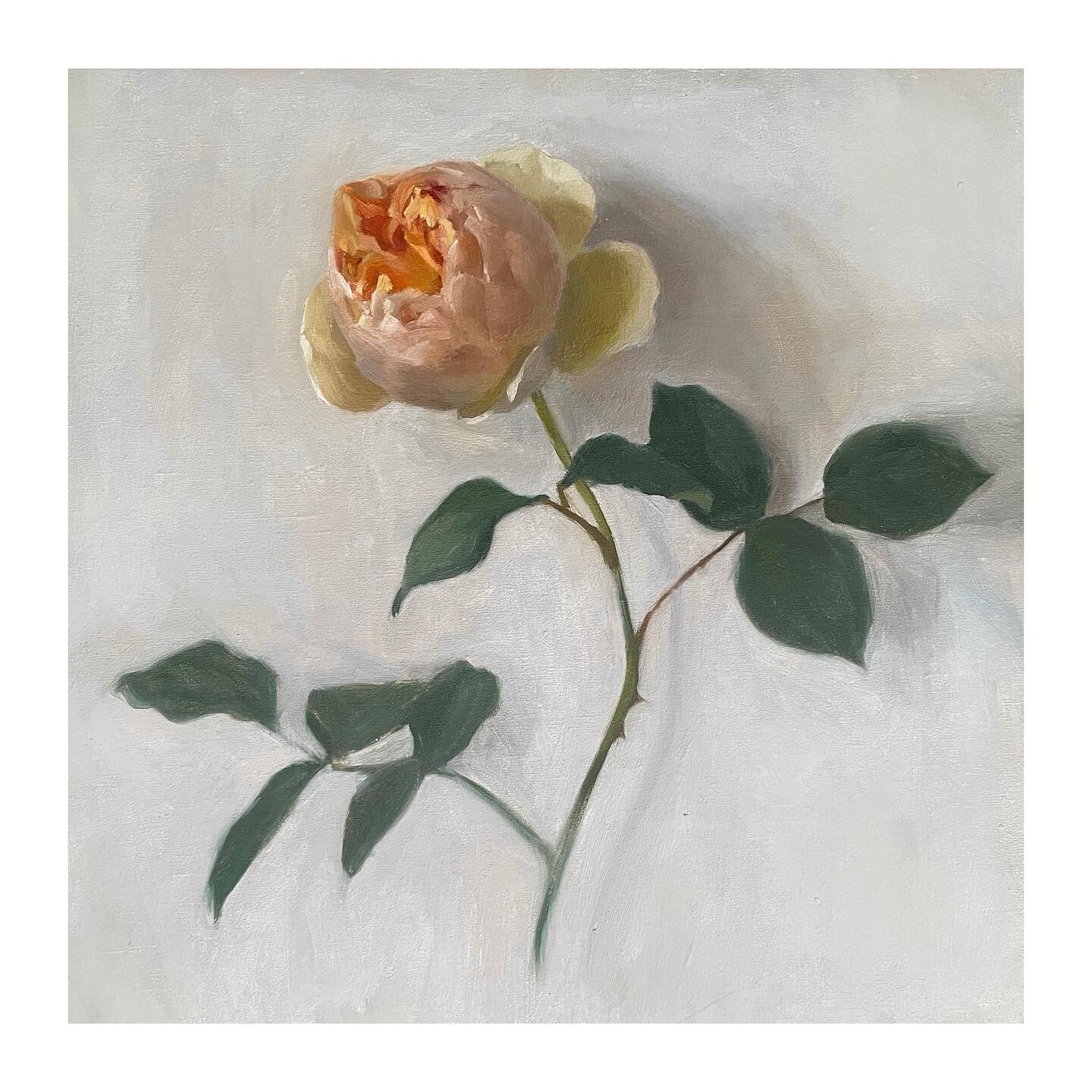 Maybe finished&hellip;. haven&rsquo;t decided if I want to put a few details on the leaves yet&hellip; I will sleep on it. 🥀

Just took these pics, so they are a bit too cool, the background is a warmer grey. 

#paintingfromlife #davidaustinroses #j