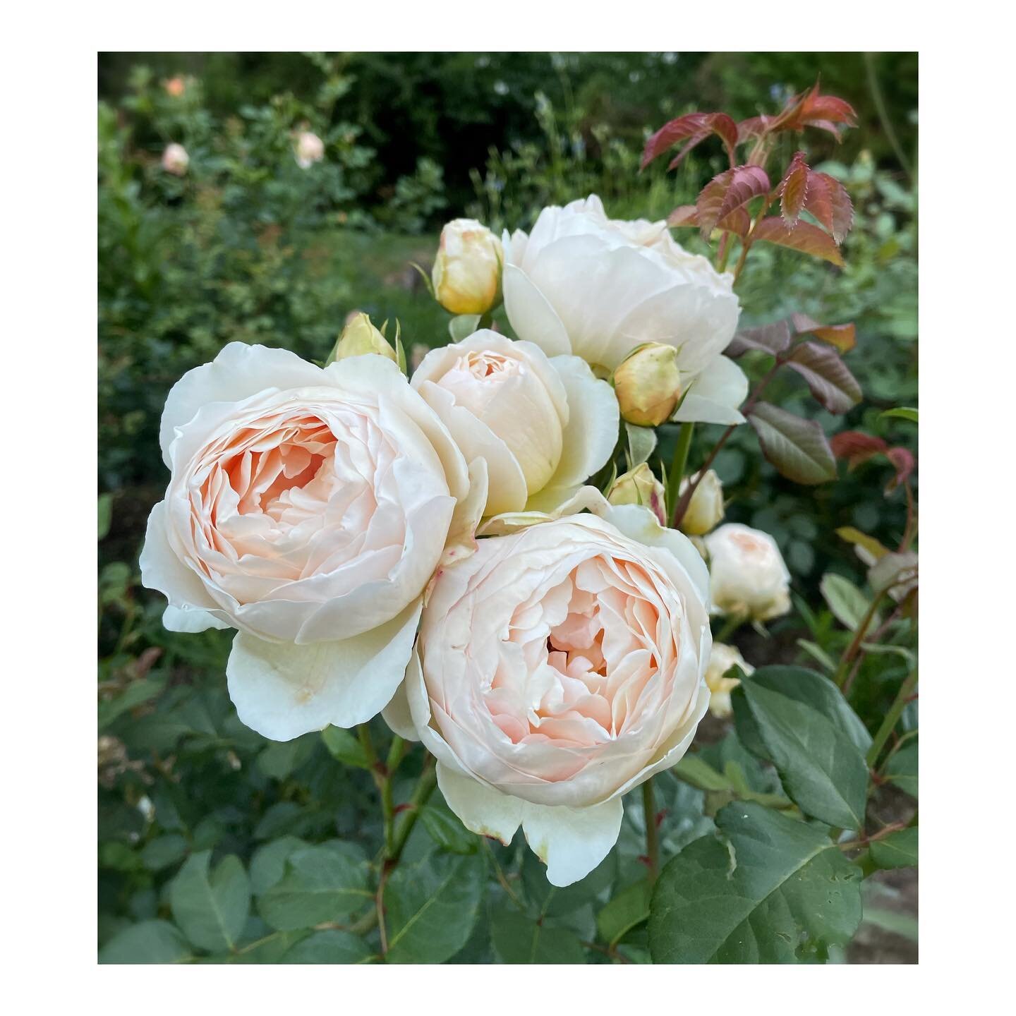 Jude the Obscure, a really special David Austin rose with the most amazing scent like lychees and white wine and honey. I am so greedy I have five Judes in the garden, and they are now growing into really substantial bushes and have hundreds of buds 