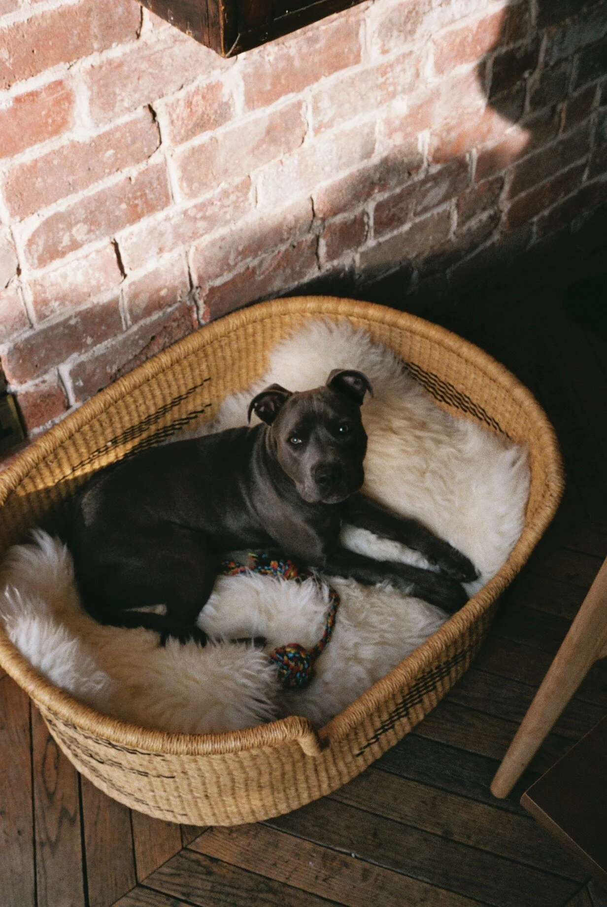 The day he got to sleep on his grown up bed for the first time. / O dia em que ele dormiu pela primeira vez na sua caminha de crescido.