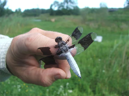 Insects_Cropped.jpg