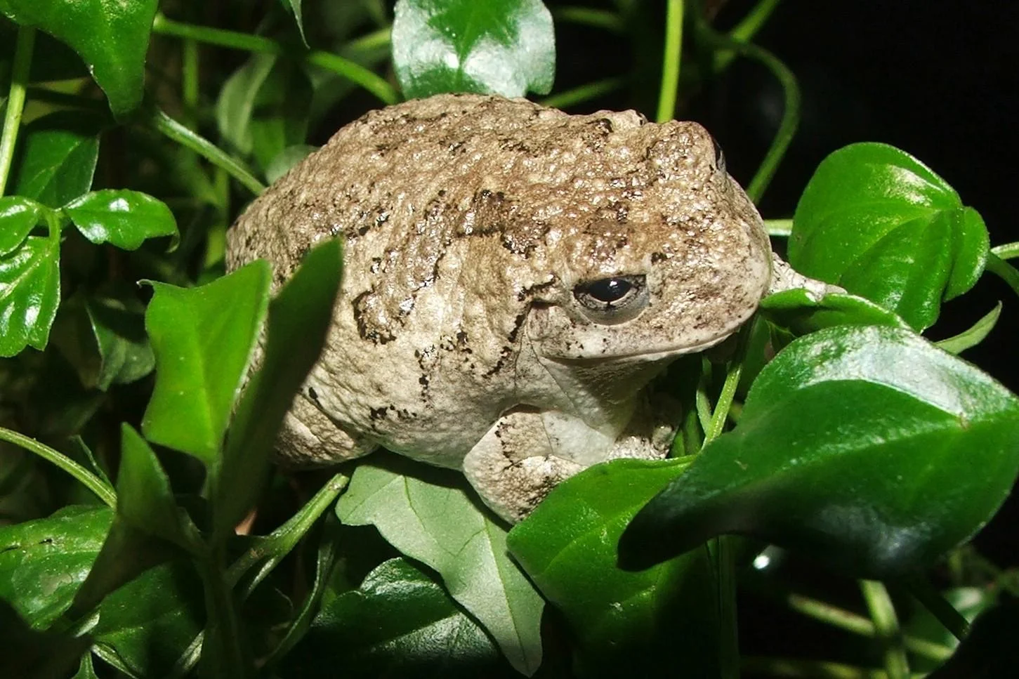 gray tree frog on plant.JPG