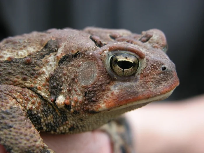 American Toad-Herpwalk-5-8-04.JPG