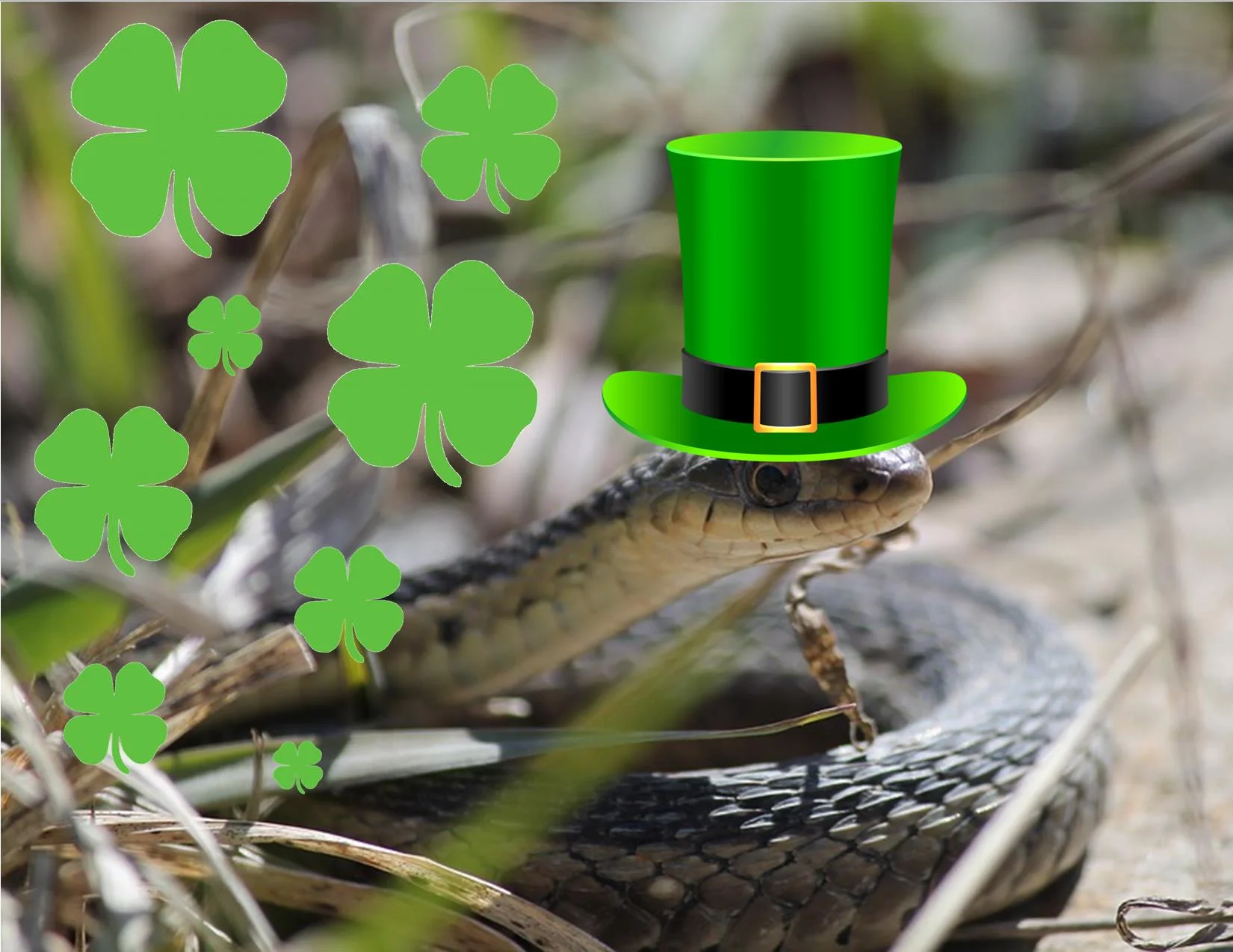 Calendar - st patrick snake 2.jpg