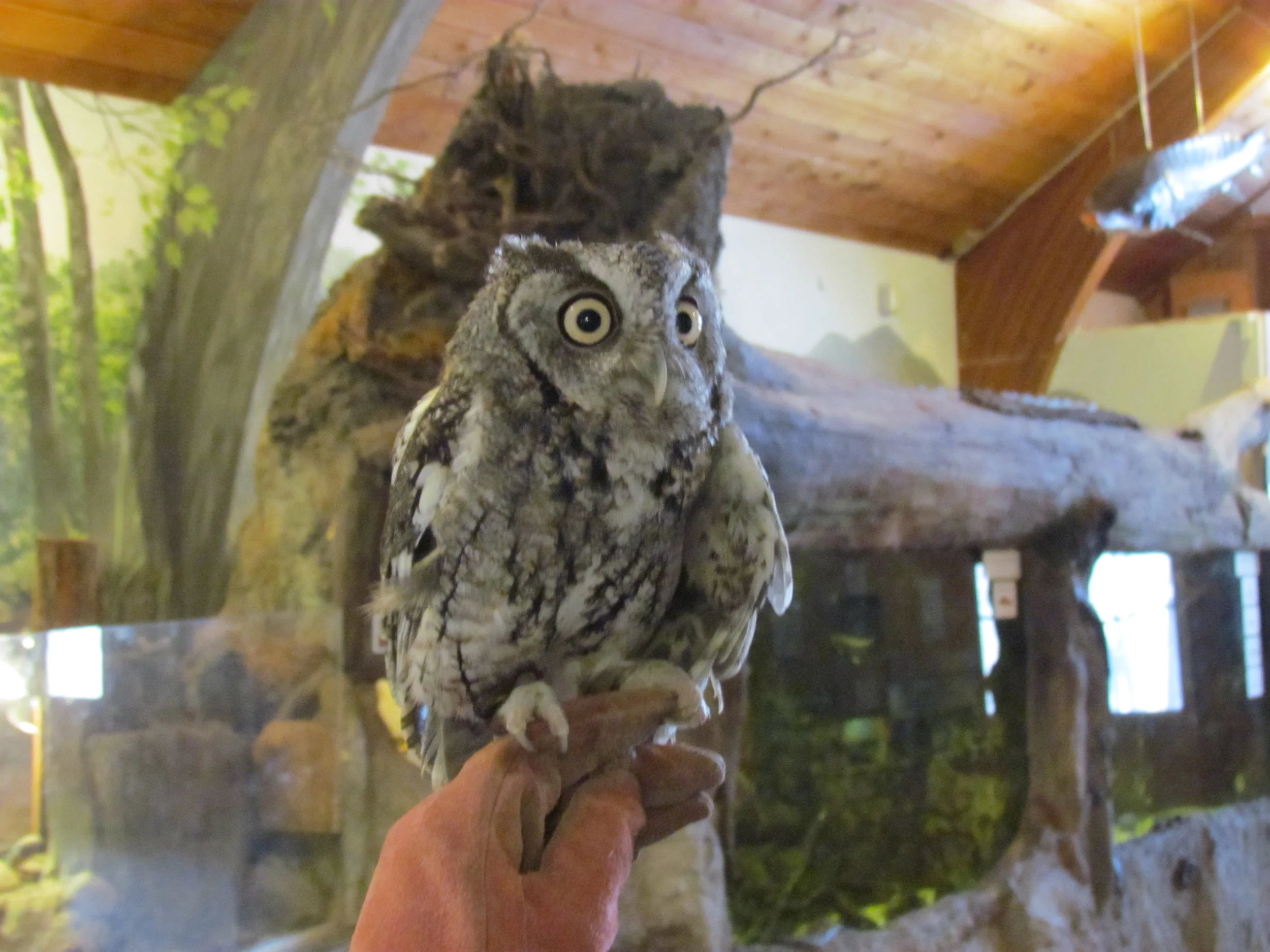 Behind the Scenes at the Wildlife Education Center (WEC) 