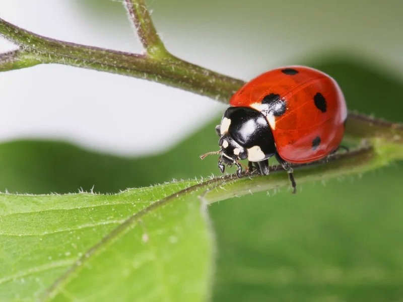 Lady Bug Release 