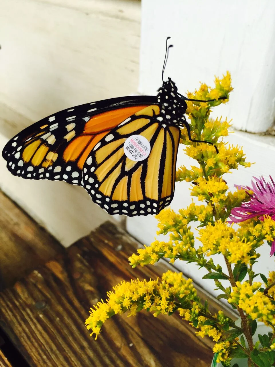Monarch Tagging & Release 