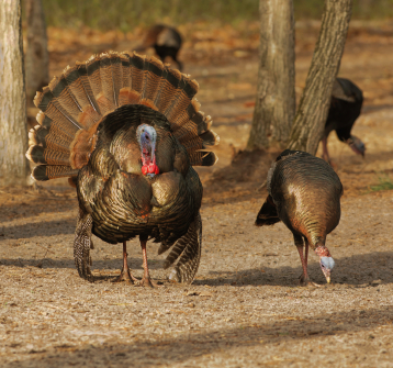 Turkey Tales